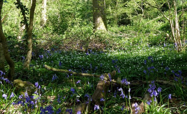 Photo of Coulsdon Coppice