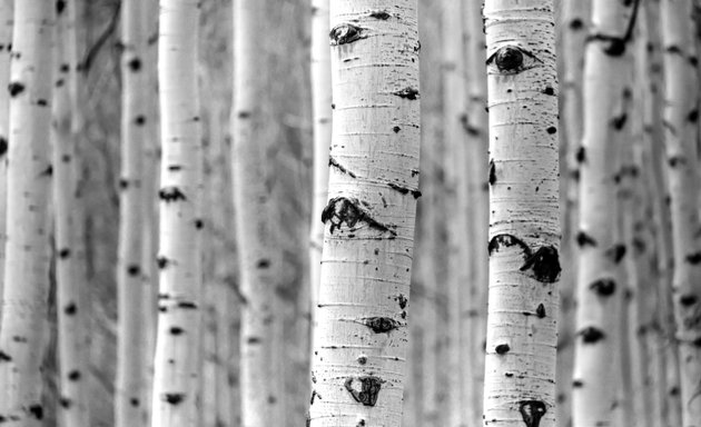 Photo of White Aspen Capital