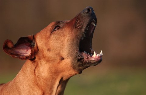 Photo of Bara Dog Trainer