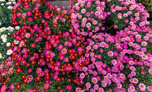 Foto von Blumen 99 Gartencenter & Pflanzencenter Spandau