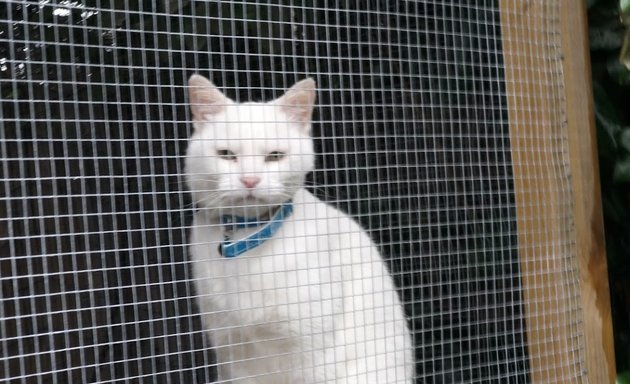 Photo of Kitty's Paradise Cattery