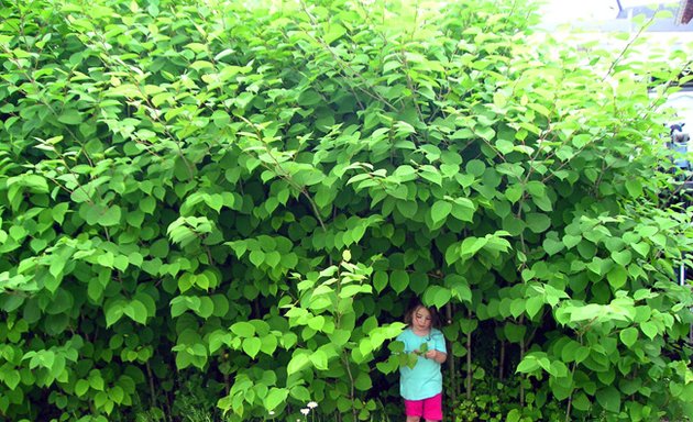 Photo of LondonIvy Removal