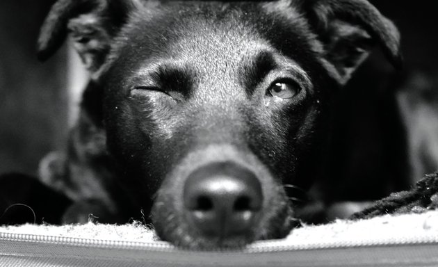 Foto von Hund & xund | Hundetraining Lina Rischer