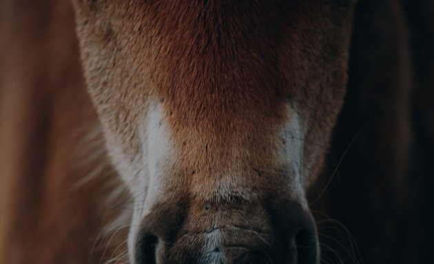 Photo of London Equine Therapy