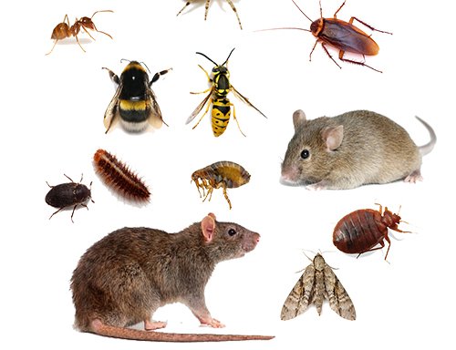 Photo of Quick Pest Control Services