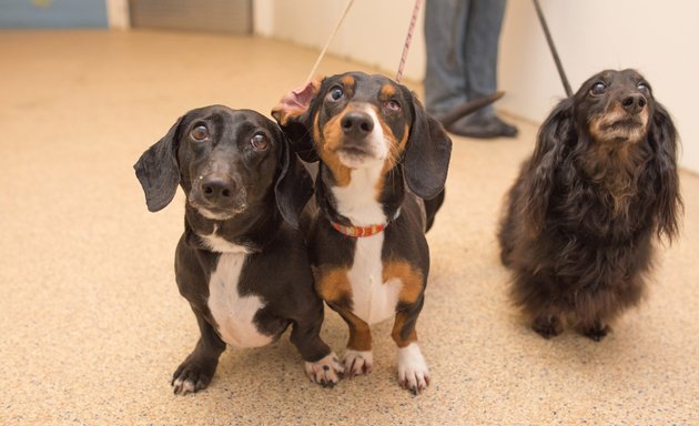 Photo of Five Points Kennels