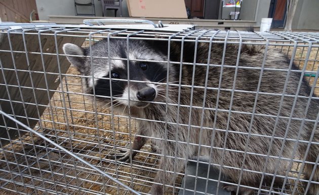 Photo of Baltimore Raccoon Removal