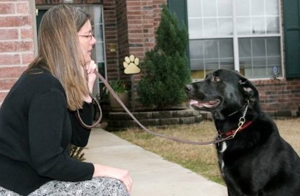 Photo of Your Best Companion Dog Training & Behavior