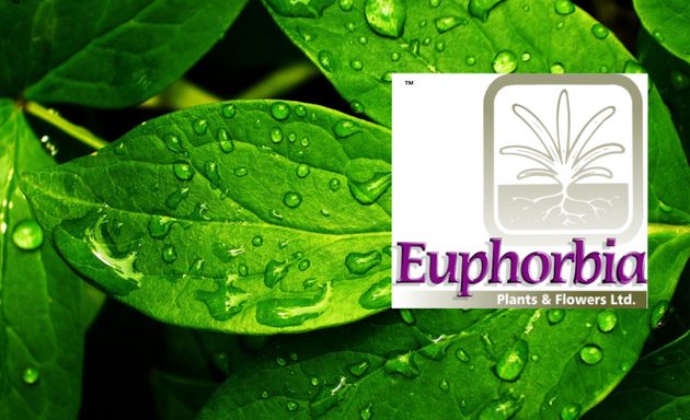 Photo of Euphorbia Plants & Flowers Ltd