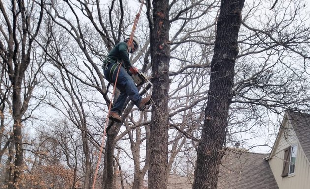 Photo of AD Lopez Tree Service