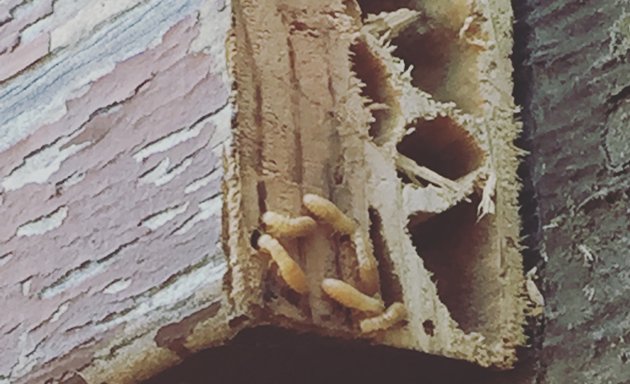 Photo of Bur Cal Termite & Pest Control
