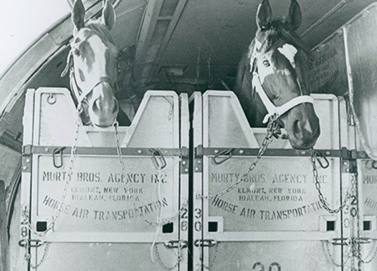 Photo of International Racehorse Transport