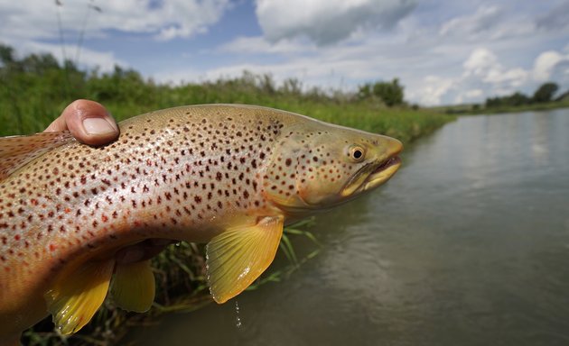 Photo of Dave Brown Outfitters- Bow River Fly-Fishing Guides