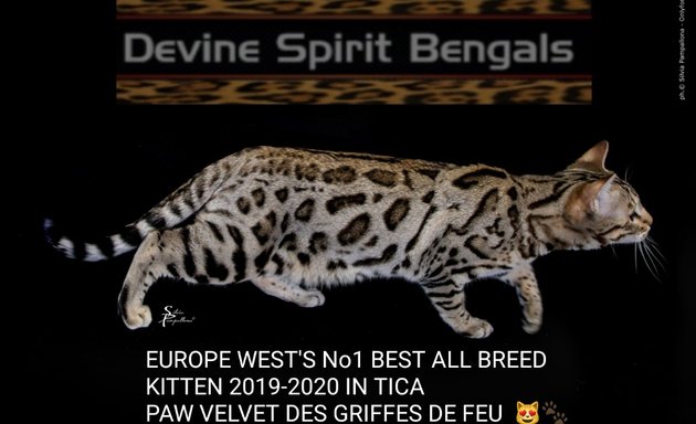Photo of Devine Spirit Bengals