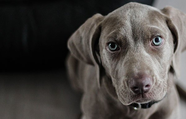 Photo of Ontario SPCA Barrie Animal Centre