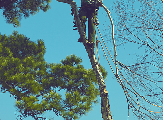 Photo of Tree Care Inc