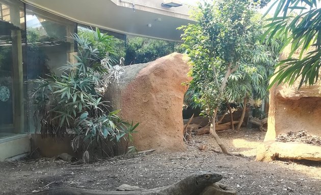 Photo of The Attenborough Komodo Dragon House