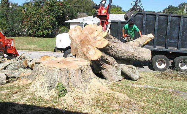 Photo of Kings Tree Service