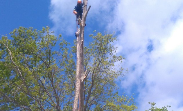 Photo of Sunshine Tree Fellers