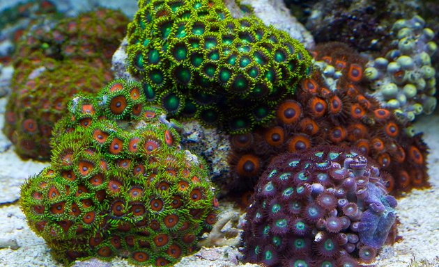 Foto de coral reef malaga