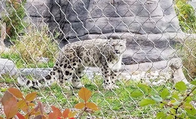 Photo of Snow Leopard Exhibit