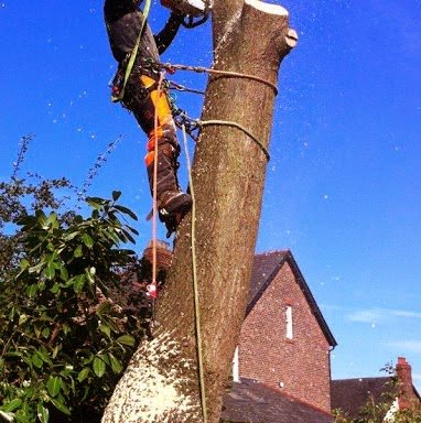 Photo of Martin Doyle Tree Services