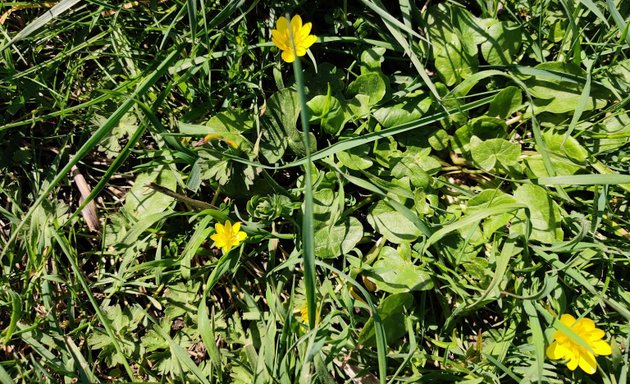 Photo of Cricklewood Millennium Green