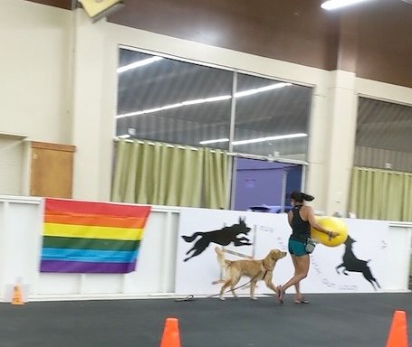 Photo of Town & Country Dog Training Club