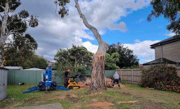 Photo of Chris Davies Tree Removals