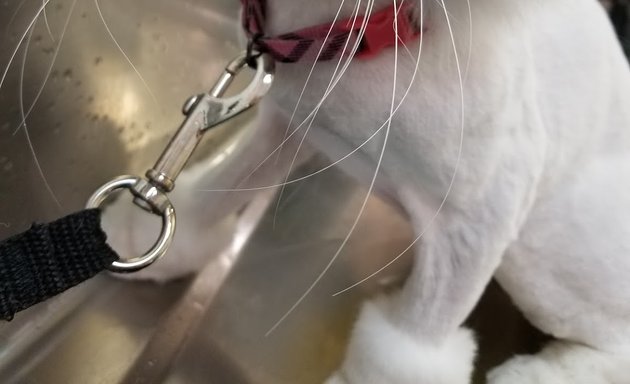 Photo of Meow Cat Grooming