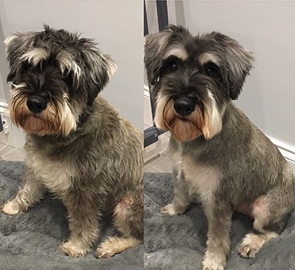 Photo of Toptail Dog Grooming