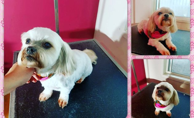 Photo of Aprils Dog Grooming
