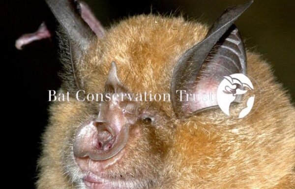 Photo of Bat Conservation Trust