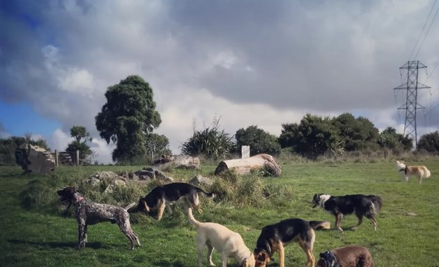 Photo of Doggy Dolittle Dog Walking