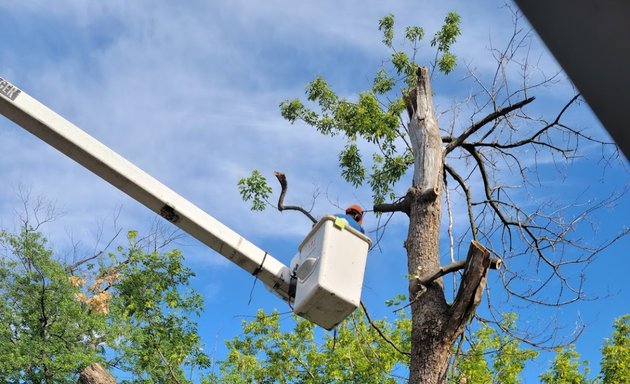 Photo of Jose Tree Care