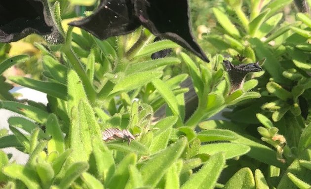 Photo of Mariposa-Nabi Community Garden