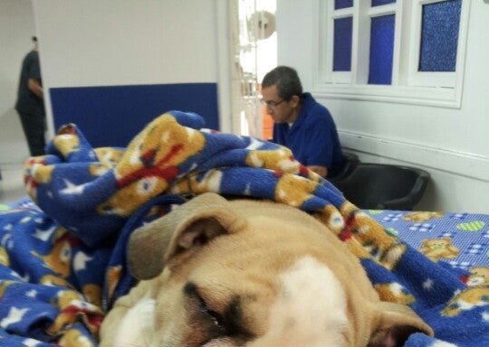Foto de Caninos y Felinos Hospital Veterinario