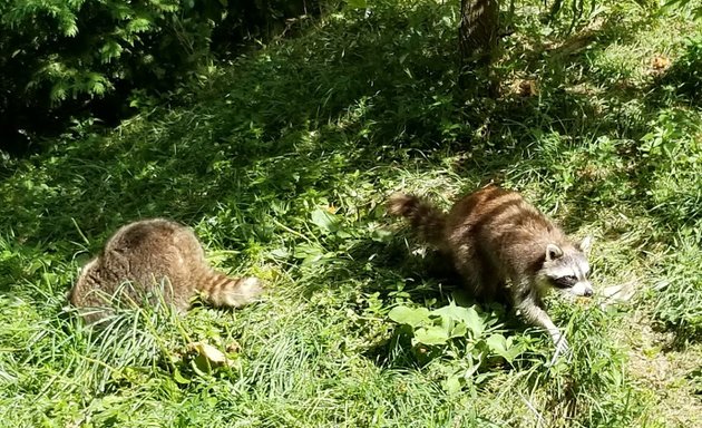 Photo of Raccoon Exhibit