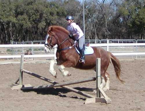 Photo of Turkey Creek Stables Inc