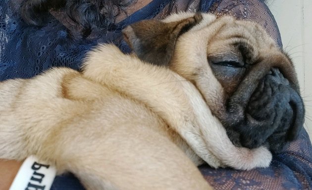 Photo of Puppy Cuddles Dog Café