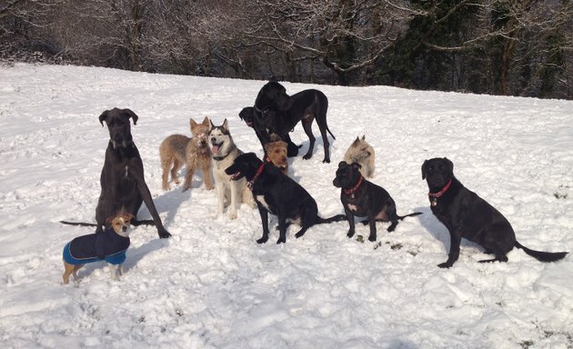 Photo of H&H Dog Training
