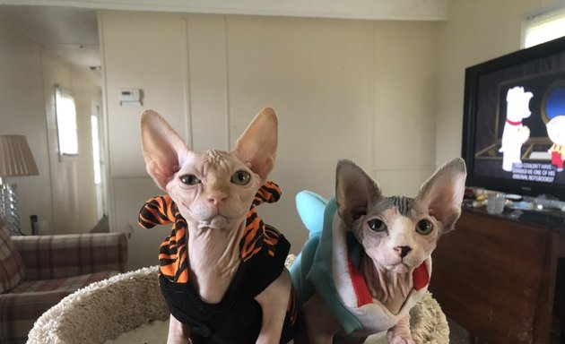 Photo of Sphynx Canada Cattery