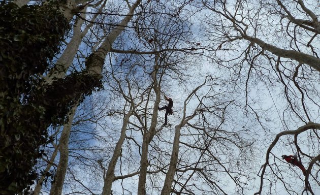 Photo de L'arboriste du paysage