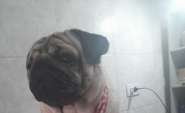 Foto de Perro guapo 🐾 Peluquería canina