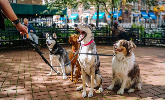 Photo of Boston Dog Butlers