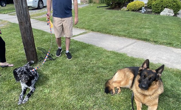 Photo of Niagara Dog Training