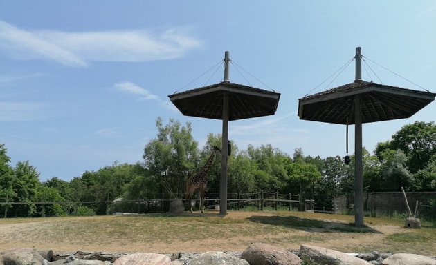 Photo of Giraffe exhibit