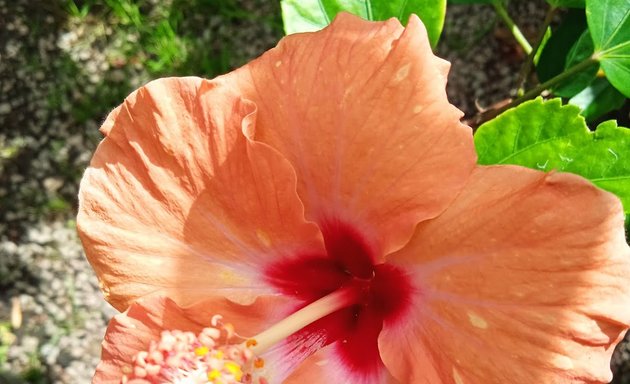 Foto de Jardín Del Parque - Vivero