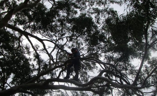 Photo of J & B Tree Removal Adelaide