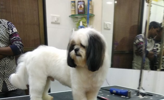 Photo of Nio Dog.Cat Grooming Spa Service